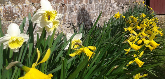 Daffodils at Stourhead